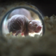 A naked mole rat.